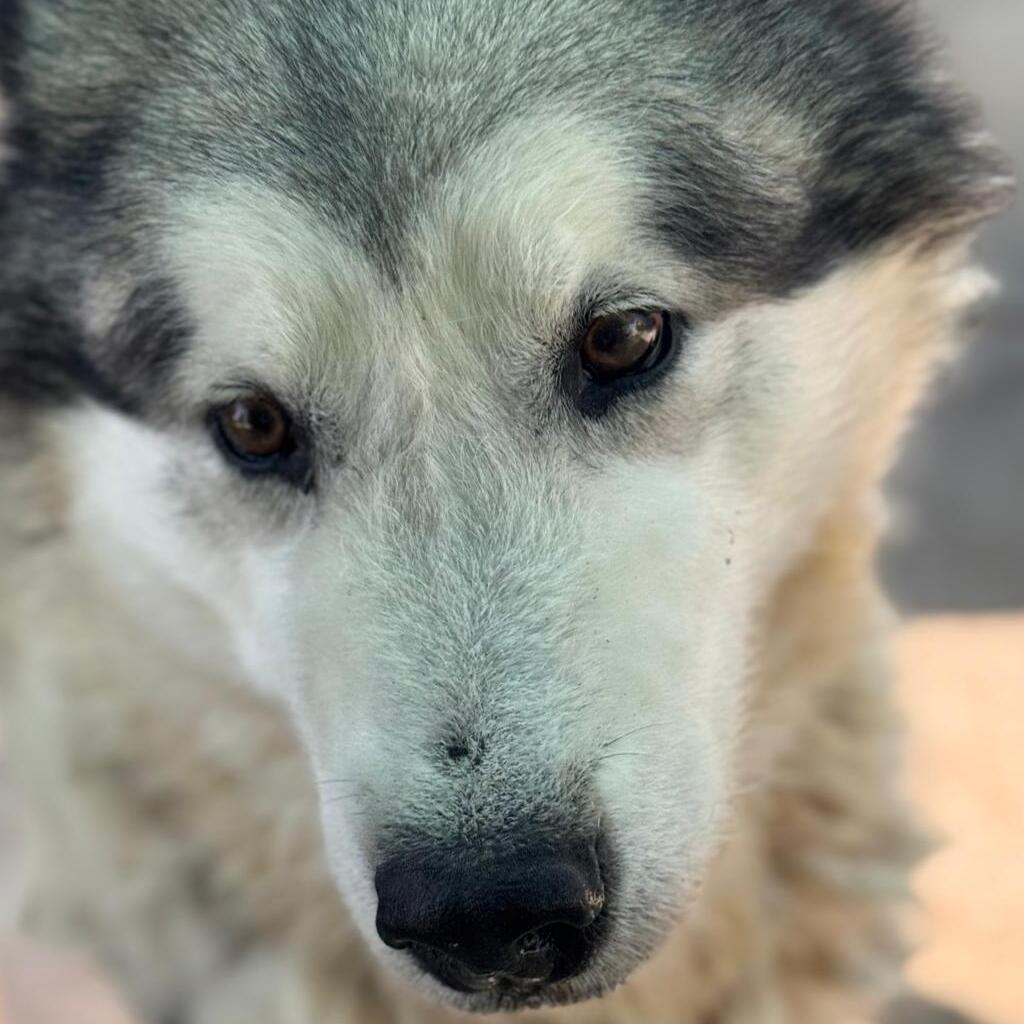 Husky-Mischling Konami, 05/2015, 60cm