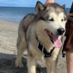 Husky-Mischling Konami, 05/2015, 60 cm