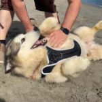 Husky-Mischling Konami, 05/2015, 60 cm