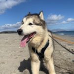 Husky-Mischling Konami, 05/2015, 60 cm