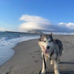 Husky-Mischling Konami, 05/2015, 60 cm