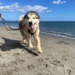 Husky-Mischling Konami, 05/2015, 60 cm