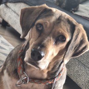 Mischling Lala, 05/2029, ca. 50 cm,53229 Bonn