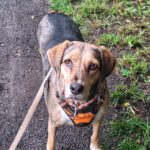 Mischling Lala, 05/2019, ca. 50 cm,53229 Bonn