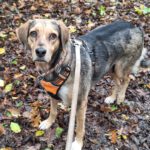 Mischling Lala, 05/2019, ca. 50 cm,53229 Bonn