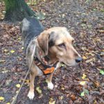 Mischling Lala, 05/2019, ca. 50 cm,53229 Bonn