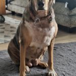 Mischling Lala, 05/2019, ca. 50 cm,53229 Bonn