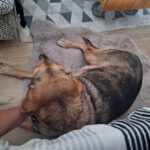 Mischling Lala, 05/2019, ca. 50 cm,53229 Bonn