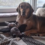 Mischling Lala, 05/2019, ca. 50 cm,53229 Bonn