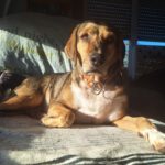 Mischling Lala, 05/2019, ca. 50 cm,53229 Bonn