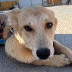 Mischling Lancelot, 04/2025, ca 65 cm