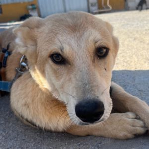 Mischling Lancelot, 04/2025, ca 65 cm