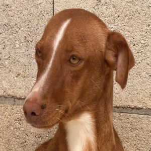 Podenco Lara, 01/2025, ca. 40 cm