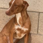 Podenco Lara, 01/2025, ca. 40 cm