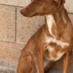 Podenco Lara, 01/2025, ca. 40 cm