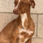 Podenco Lara, 01/2025, ca. 40 cm