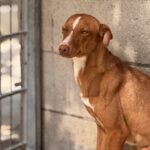 Podenco Lara, 01/2025, ca. 40 cm