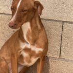 Podenco Lara, 01/2025, ca. 40 cm