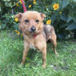 Mischling Lena, 07/2022, ca. 35 cm