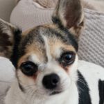 Chihuahua Lena, 05/2020, ca. 25 cm, 12249 Berlin