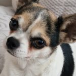 Chihuahua Lena, 05/2020, ca. 25 cm, 12249 Berlin