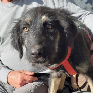 Mischling Lenchen, 06/2025, Endgröße ca. 60 cm, 78661 Dietingen