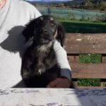 Mischling Lenchen, 06/2025, Endgröße ca. 60 cm, 78661 Dietingen