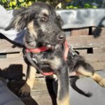 Mischling Lenchen, 06/2025, Endgröße ca. 60 cm, 78661 Dietingen