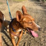 Podenco Leni, 11/2023, 40 cm