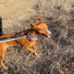 Podenco Leni, 11/2023, 40 cm