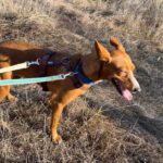 Podenco Leni, 11/2023, 40 cm