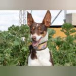 Podenco Mischling Lila, 05/2022, ca. 55 cm