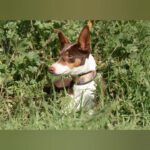 Podenco Mischling Lila, 05/2022, ca. 55 cm