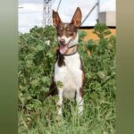 Podenco Mischling Lila, 05/2022, ca. 55 cm