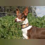 Podenco Mischling Lila, 05/2022, ca. 55 cm