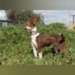 Podenco Mischling Lila, 05/2022, ca. 55 cm