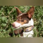 Podenco Mischling Lila, 05/2022, ca. 55 cm