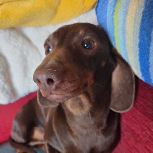 Dackel Lili, 03/2020, ca 25 cm, 24809 Nübbel