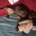 Dackel Lili, 03/2020, ca 25 cm, 24809 Nübbel