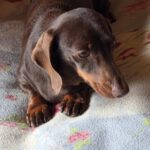 Dackel Lili, 03/2020, ca 25 cm, 24809 Nübbel