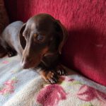 Dackel Lili, 03/2020, ca 25 cm, 24809 Nübbel