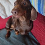 Dackel Lili, 03/2020, ca 25 cm, 24809 Nübbel