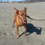 Podenco Lima, 11/2014, 45 cm