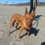 Podenco Lima, 11/2014, 45 cm