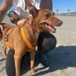 Podenco Lima, 11/2014, 45 cm