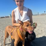 Podenco Lima, 11/2014, 45 cm