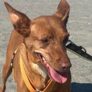 Podenco Lima, 11/2014, 45 cm