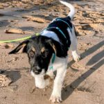 Mischling Liv, 06/2025, Endgröße ca. 55- 60 cm, 21217 Seevetal