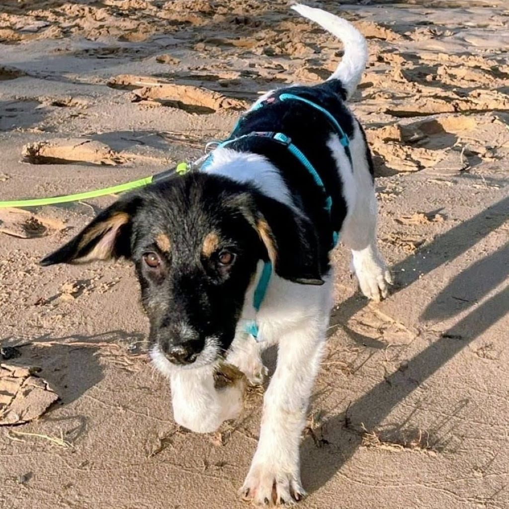 Mischling Liv, 06/2025, Endgröße ca. 55- 60 cm, 21217 Seevetal