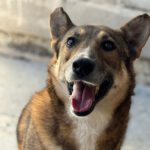 Mischling Loki, 01/2018, ca. 55 cm